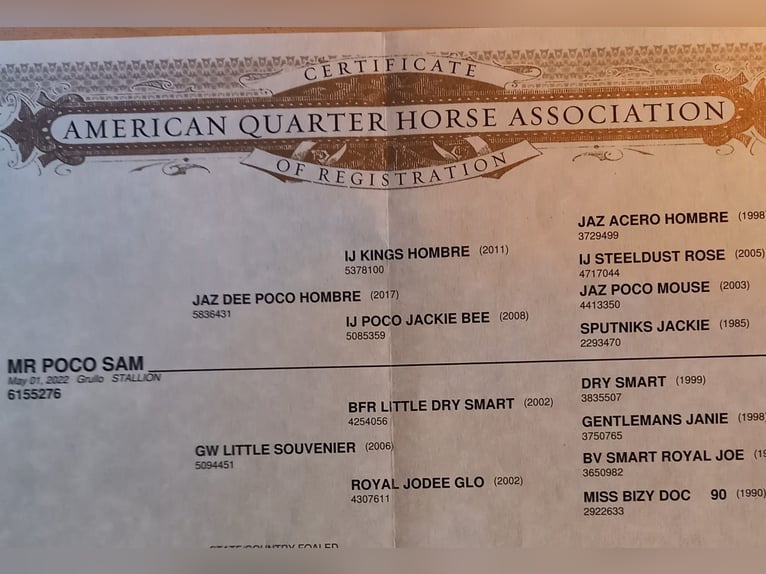 American Quarter Horse Stallion 3 years 14,2 hh Black in Escharen