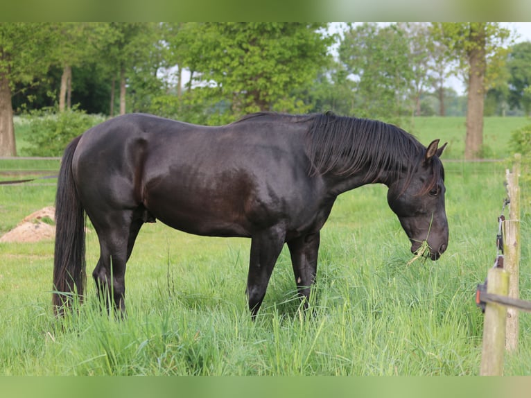 American Quarter Horse Stallion 3 years 14,2 hh Black in Escharen