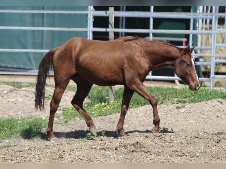 American Quarter Horse Stallion 3 years 14,2 hh Chestnut in Waldshut-Tiengen