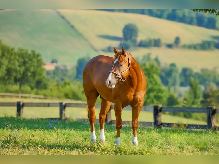American Quarter Horse Stallion 3 years 14,2 hh Chestnut-Red in München American Quarter Horse Stallion 3 years 14,2 hh Chestnut-Red in München