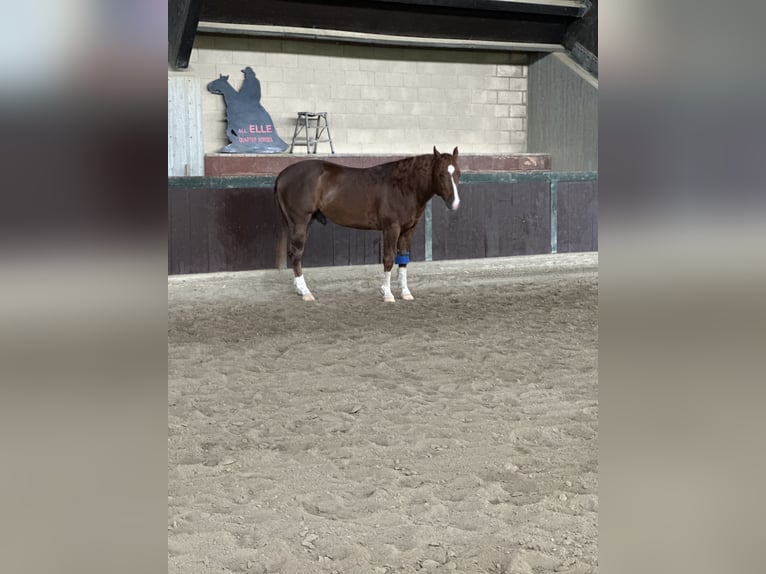 American Quarter Horse Stallion 3 years 14,2 hh Chestnut-Red in München American Quarter Horse Stallion 3 years 14,2 hh Chestnut-Red in München