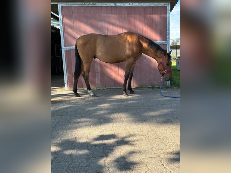 American Quarter Horse Stallion 3 years 14,2 hh Dunalino in Bergkamen