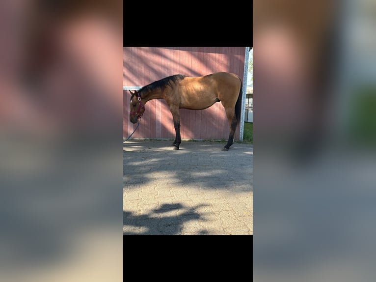 American Quarter Horse Stallion 3 years 14,2 hh Dunalino in Bergkamen