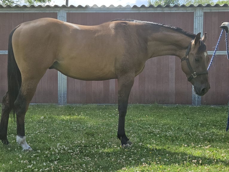 American Quarter Horse Stallion 3 years 14,2 hh Dunalino in Bergkamen