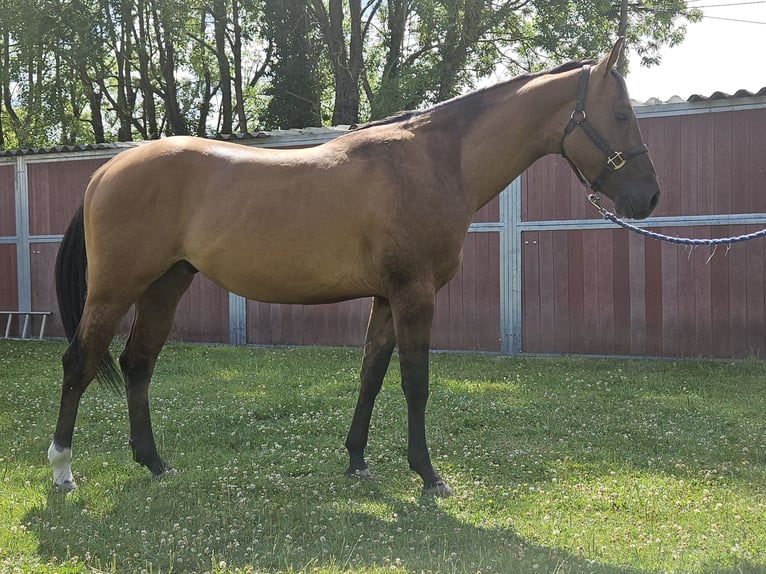 American Quarter Horse Stallion 3 years 14,2 hh Dunalino in Bergkamen