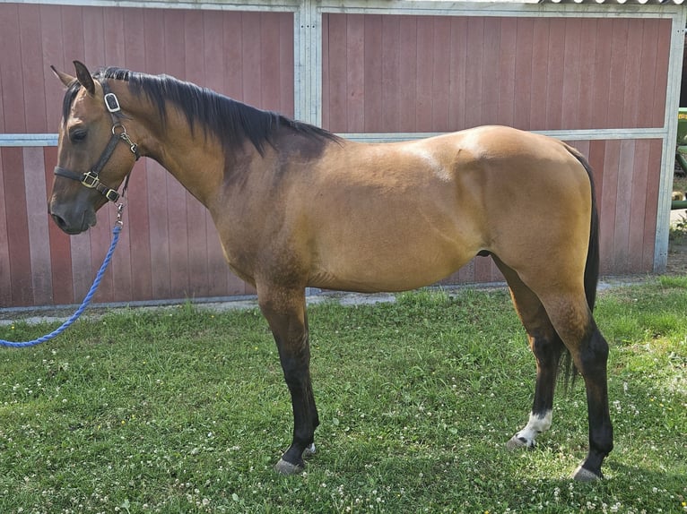 American Quarter Horse Stallion 3 years 14,2 hh Dunalino in Bergkamen