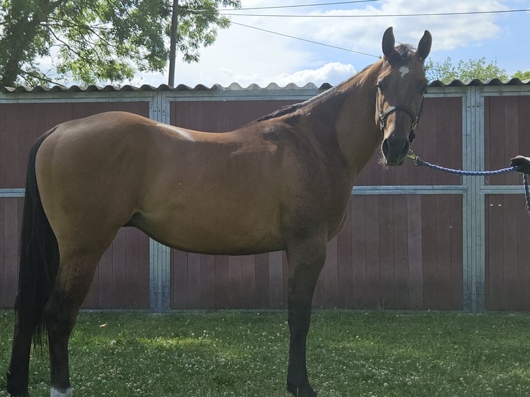American Quarter Horse Stallion 3 years 14,2 hh Dunalino in Bergkamen