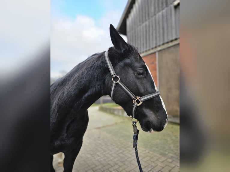 American Quarter Horse Stallion 3 years 14,3 hh Bay-Dark in Havixbeck