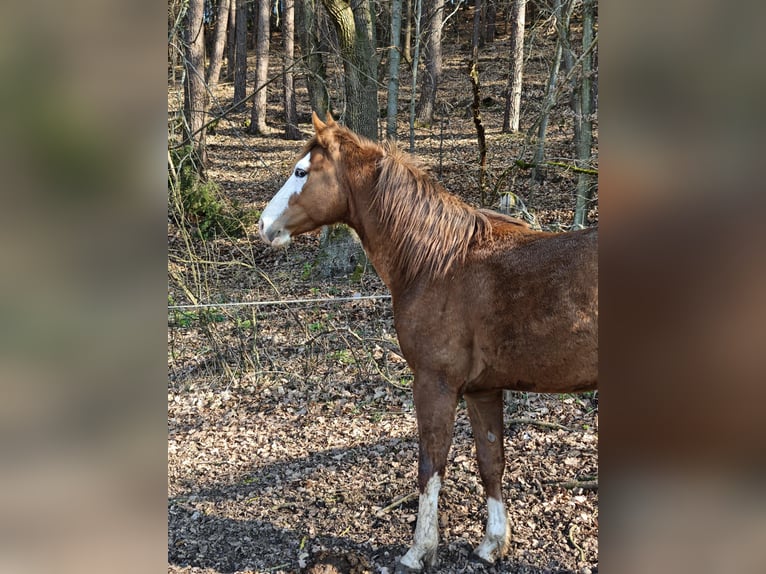 American Quarter Horse Stallion 3 years 15.1 hh Chestnut-Red in Klingenberg am Main