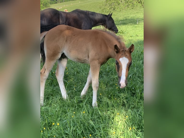 American Quarter Horse Stallion 3 years 15,1 hh Rabicano in Rohrdorf