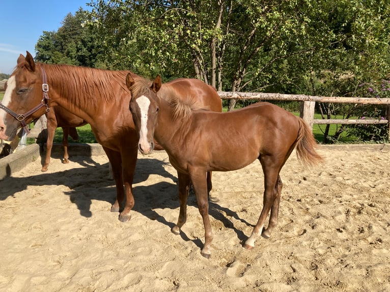 American Quarter Horse Stallion 3 years 15,1 hh Rabicano in Rohrdorf