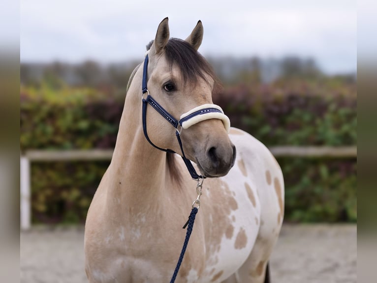 American Quarter Horse Stallion 3 years 15,2 hh Palomino in Neustadt (Wied)