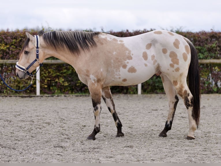 American Quarter Horse Stallion 3 years 15,2 hh Palomino in Neustadt (Wied)