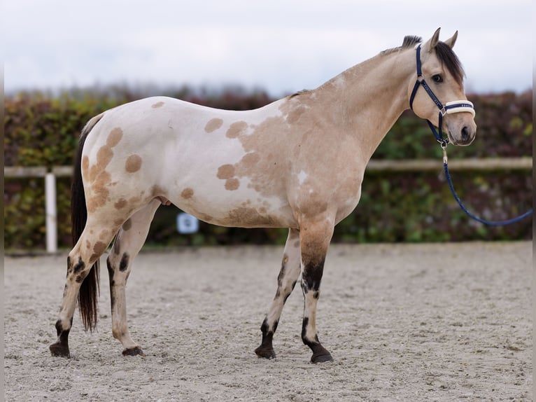 American Quarter Horse Stallion 3 years 15,2 hh Palomino in Neustadt (Wied)