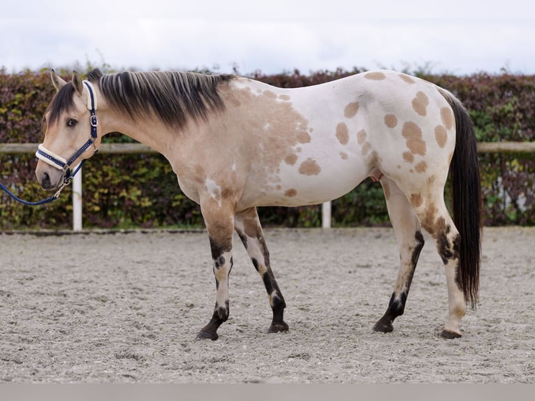 American Quarter Horse Stallion 3 years 15,2 hh Palomino in Neustadt (Wied)