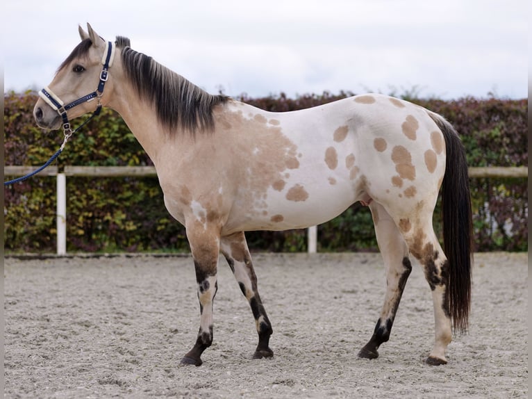 American Quarter Horse Stallion 3 years 15,2 hh Palomino in Neustadt (Wied)