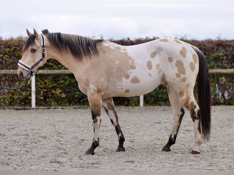 American Quarter Horse Stallion 3 years 15,2 hh Palomino in Neustadt (Wied)