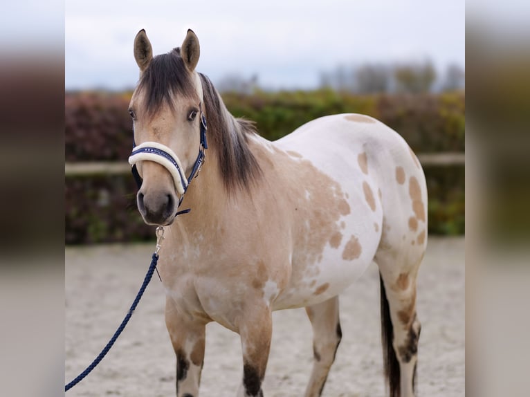 American Quarter Horse Stallion 3 years 15,2 hh Palomino in Neustadt (Wied)