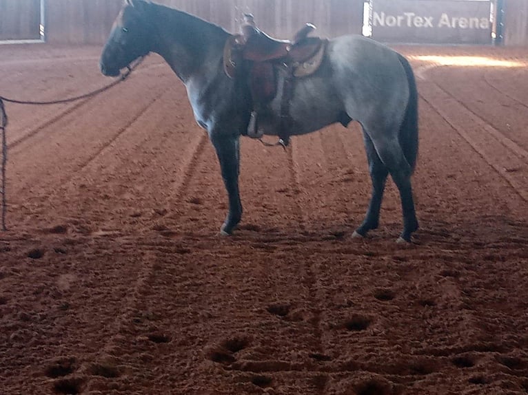 American Quarter Horse Stallion 3 years 15,2 hh Roan-Blue in Gainesville, TX