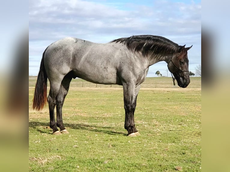 American Quarter Horse Stallion 3 years 15,2 hh Roan-Blue in Gainesville, TX