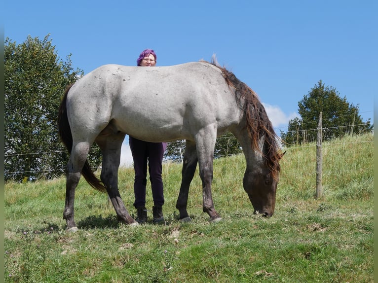 American Quarter Horse Stallion 3 years 15,2 hh Roan-Blue in Kirchberg