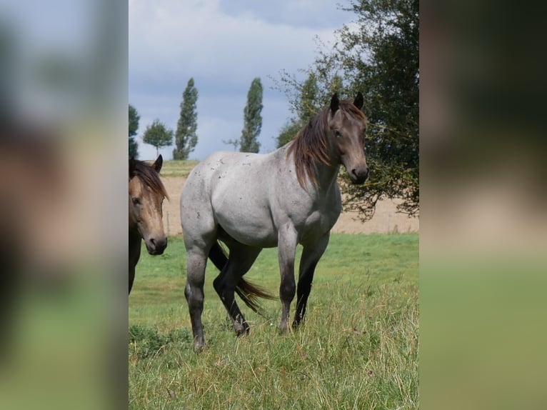 American Quarter Horse Stallion 3 years 15,2 hh Roan-Blue in Kirchberg