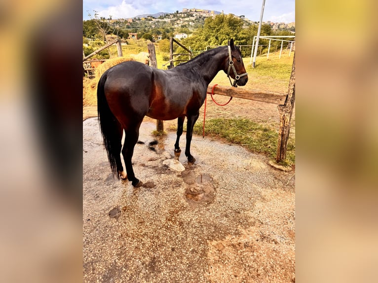 American Quarter Horse Stallion 3 years 15 hh Bay-Dark in Paliano