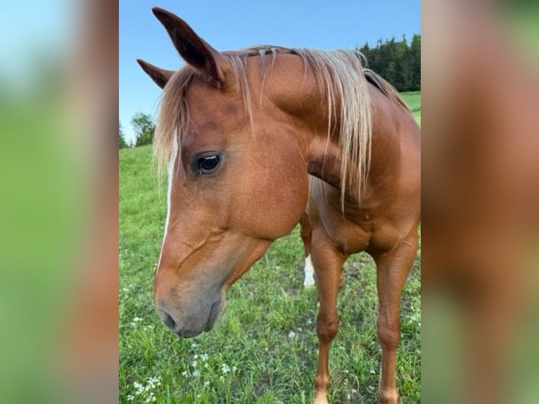 American Quarter Horse Stallion 3 years 15 hh Brown-Light in &#x160;o&#x161;tanj