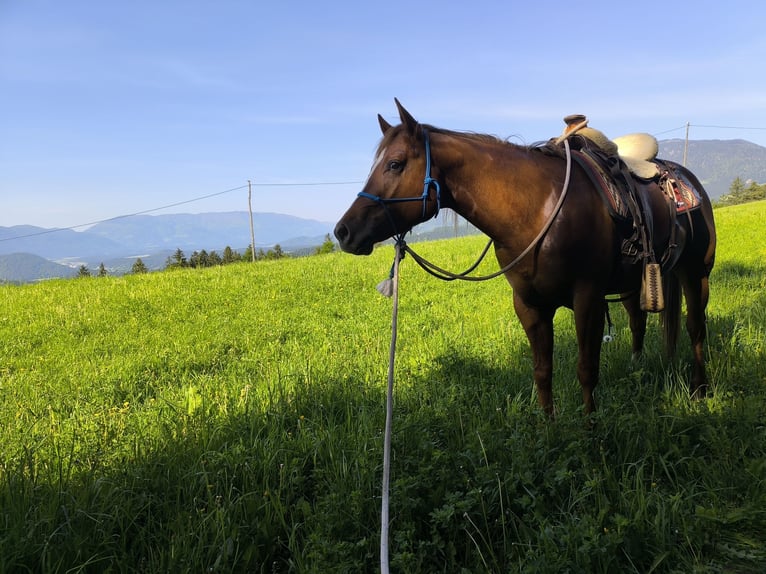 American Quarter Horse Stallion 3 years 15 hh Brown-Light in &#x160;o&#x161;tanj