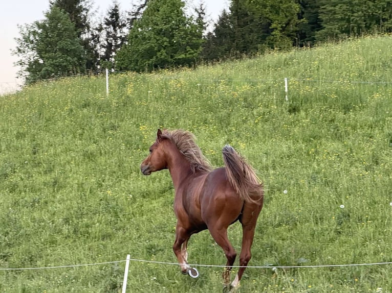American Quarter Horse Stallion 3 years 15 hh Brown-Light in &#x160;o&#x161;tanj
