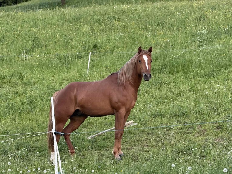 American Quarter Horse Stallion 3 years 15 hh Brown-Light in &#x160;o&#x161;tanj