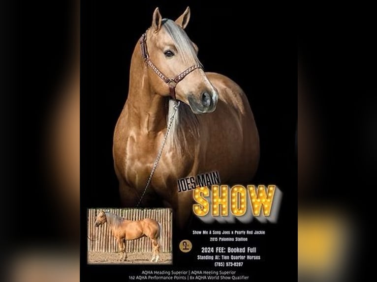 American Quarter Horse Stallion 3 years 15 hh Buckskin in Wells, TX