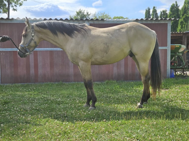 American Quarter Horse Stallion 3 years 15 hh Buckskin in Bergkamen American Quarter Horse Stallion 3 years 15 hh Buckskin in Bergkamen