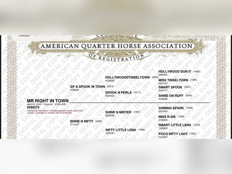 American Quarter Horse Stallion 3 years 15 hh Chestnut-Red in Alfeld (Leine)