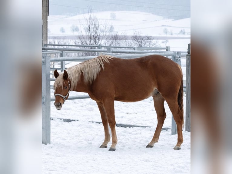 American Quarter Horse Stallion 3 years 15 hh Chestnut-Red in Alfeld (Leine)