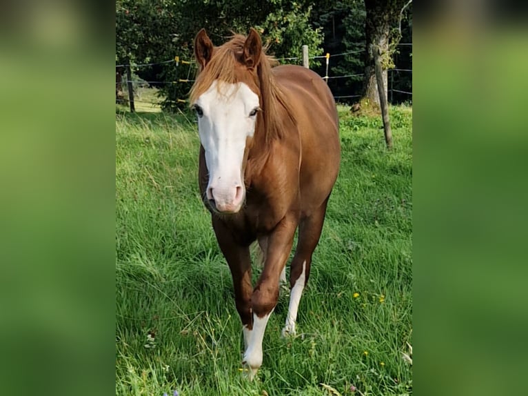 American Quarter Horse Stallion 3 years 15 hh Chestnut-Red in Klingenberg am Main