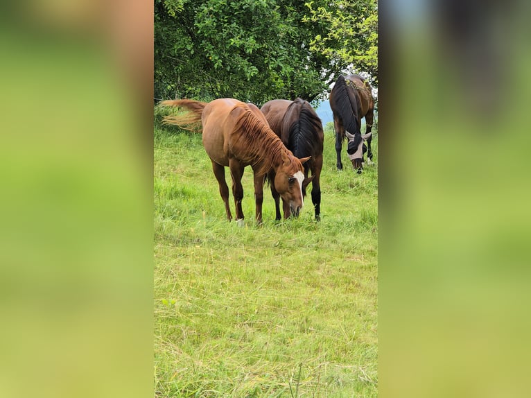 American Quarter Horse Stallion 3 years 15 hh Red Dun in Oberthulba