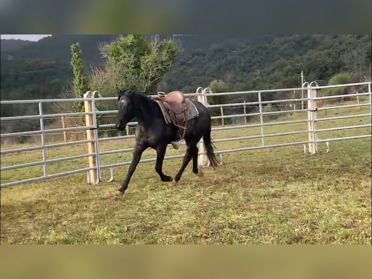 American Quarter Horse Stallion 3 years 15 hh Roan-Blue in Saarburg