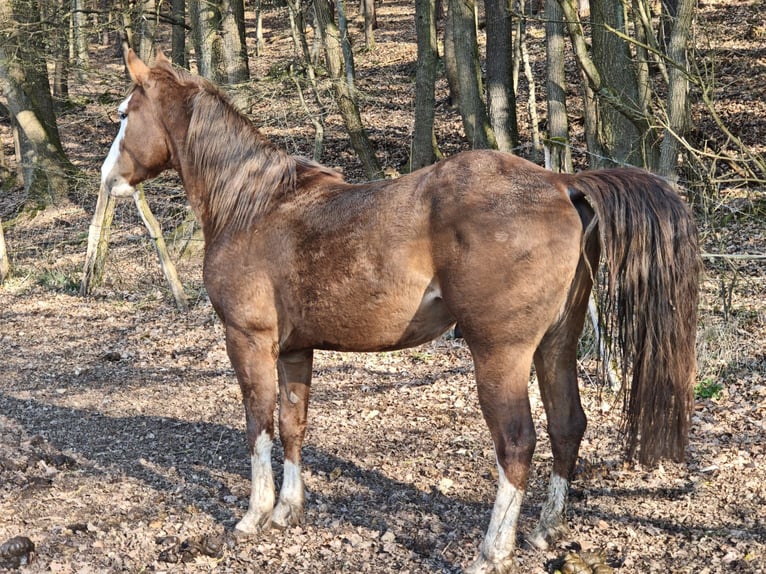 American Quarter Horse Stallion 3 years 15,1 hh Chestnut-Red in Klingenberg am Main