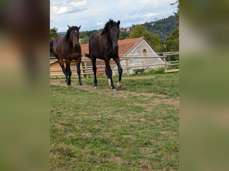 American Quarter Horse Stallion 3 years 15,2 hh Bay-Dark in Herren Sulzbach