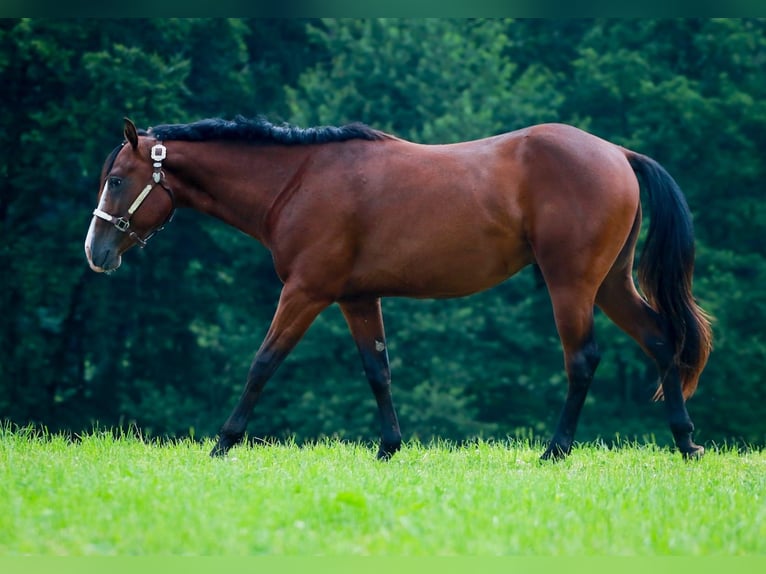 American Quarter Horse Stallion 3 years 15,2 hh Brown in Soyen