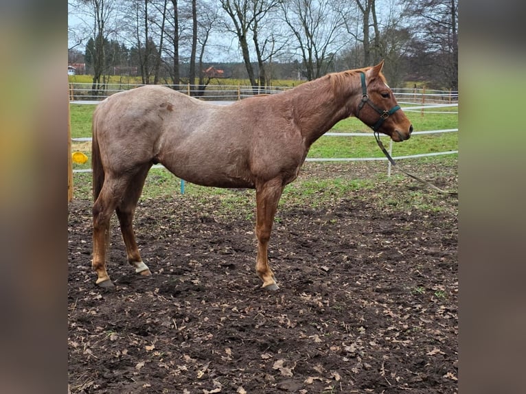 American Quarter Horse Stallion 3 years 15,2 hh Roan-Red in Winsen (Aller)