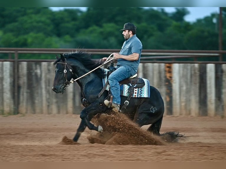 American Quarter Horse Stallion 3 years Bay-Dark in Waco