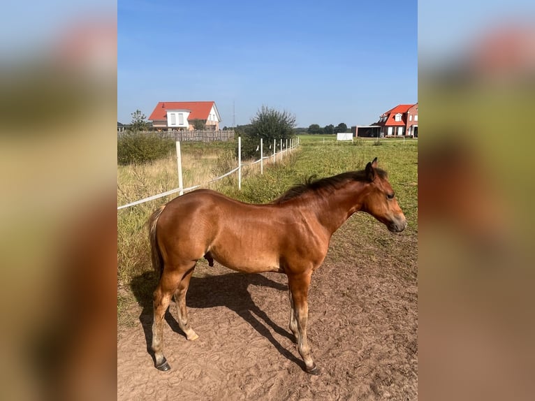 American Quarter Horse Stallion 3 years Bay in Frankfurt am Main