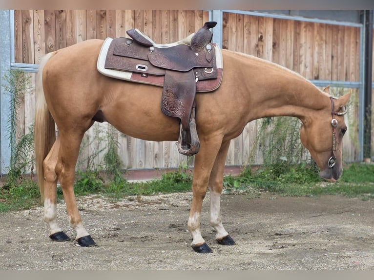 American Quarter Horse Stallion 3 years Palomino in Bari