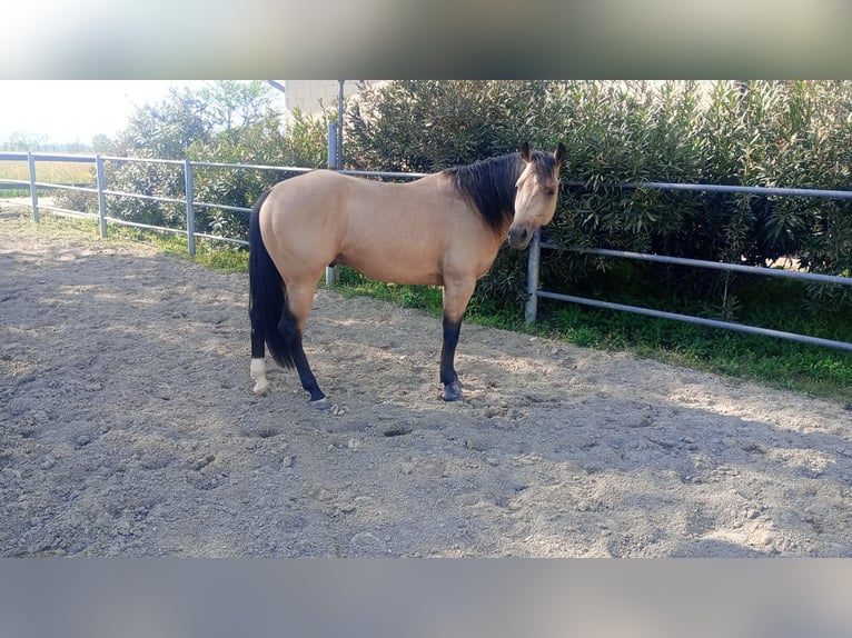 American Quarter Horse Stallion 3 years in Loranze&#39;