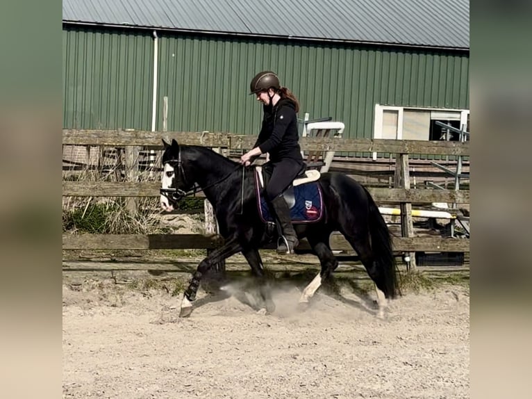 American Quarter Horse Stallion 4 years 13.2 hh Black in Barneveld