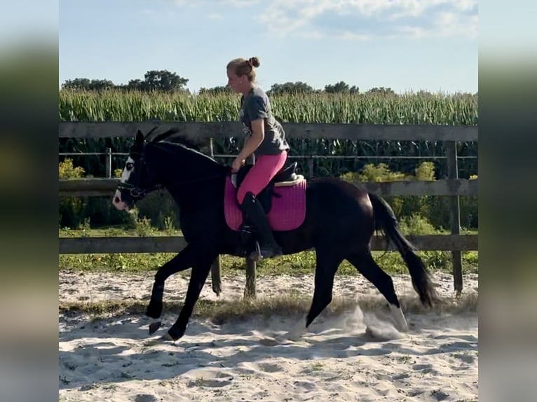 American Quarter Horse Stallion 4 years 13.3 hh Black in Barneveld