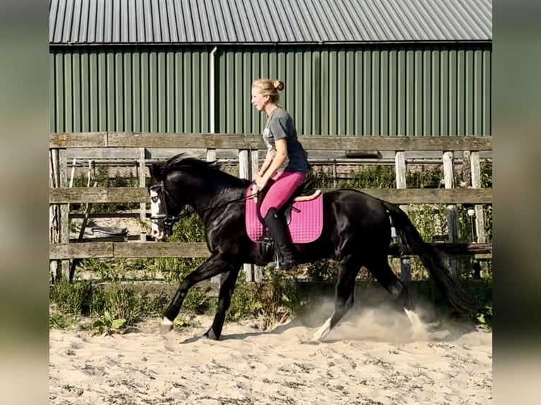 American Quarter Horse Stallion 4 years 13.3 hh Black in Barneveld