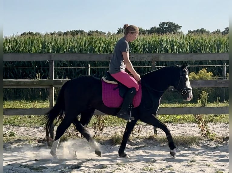 American Quarter Horse Stallion 4 years 13.3 hh Black in Barneveld